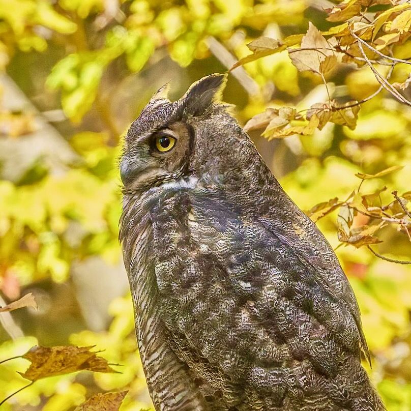 Great Horned Owl. Hockanum River Linear Trail, East Hartford, CT USA by Paul Danese is licensed under CC BY-SA 4.0